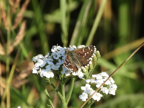 Large Grizzled Skipper