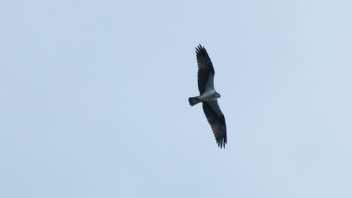 Osprey