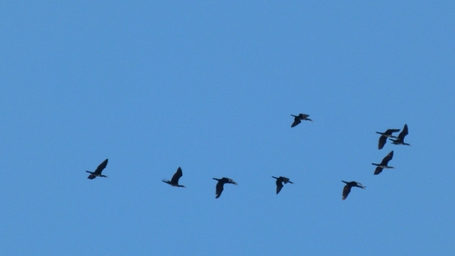 Great Cormorant