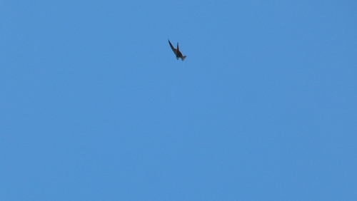 Eurasian Hobby