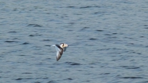 Little Gull