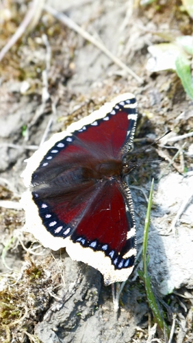 Mourning Cloak