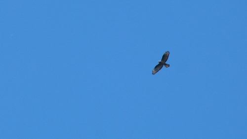 European Honey-buzzard