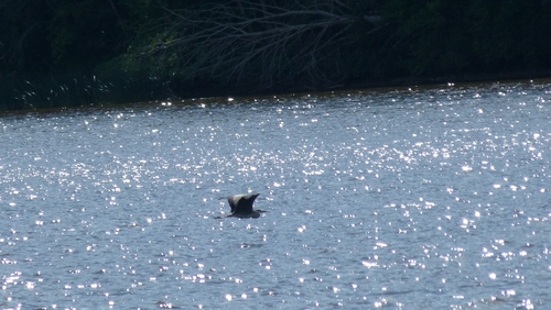 Grey Heron