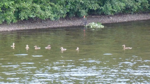 Mallard