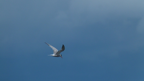 Common Tern