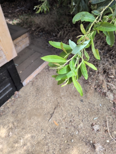 iNaturalist observation photo of Arroyo Willow