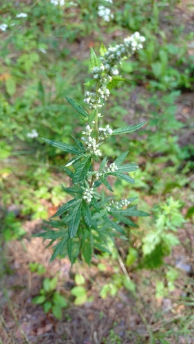 common mugwort