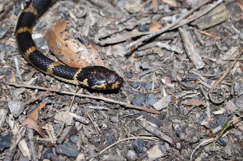 Stephens' Banded Snake sighting