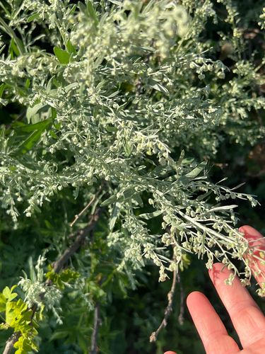 absinthe wormwood