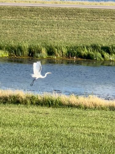 Great Egret