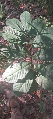 common pawpaw