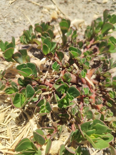 Common Purslane