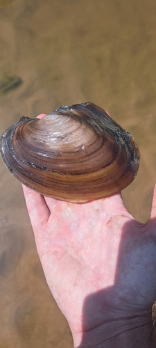 Pink Papershell