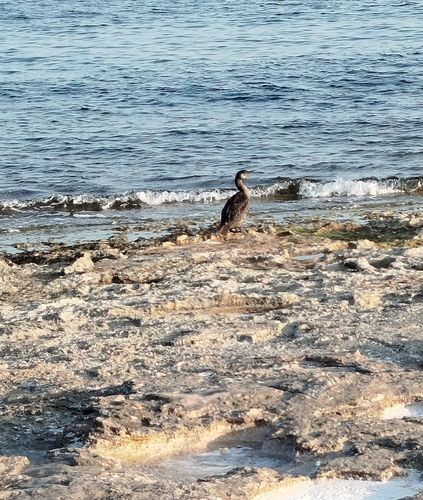 Great Cormorant