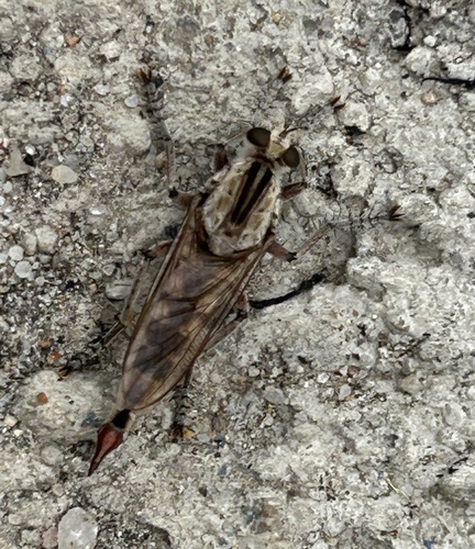 Northern Triorla