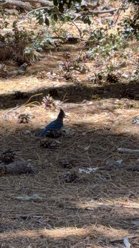 iNaturalist observation photo of Steller's Jay