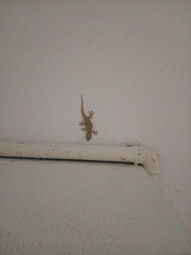Moorish Gecko