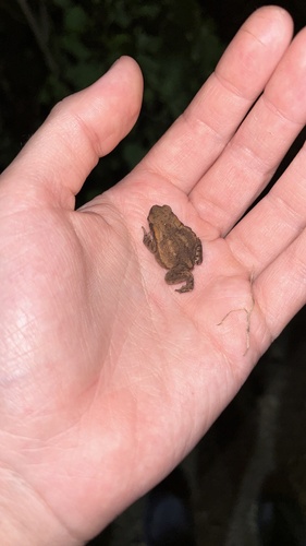 European Toad