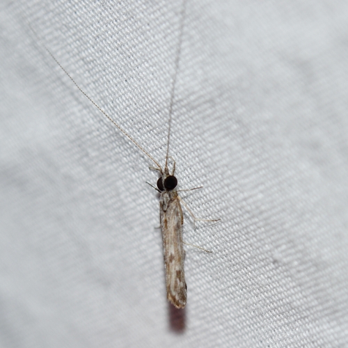 Marilia flexuosa