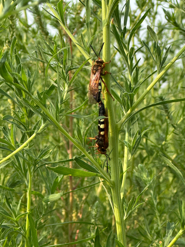 Eastern Cicada-killer Wasp