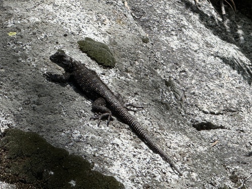 iNaturalist observation photo of Spiny Lizards