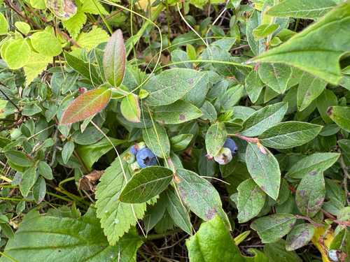 velvetleaf blueberry