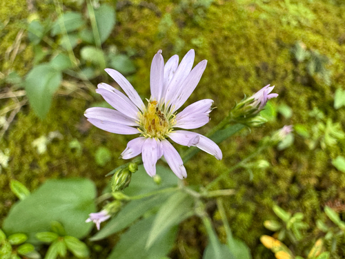 Lindley's Aster