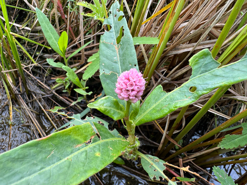 water smartweed