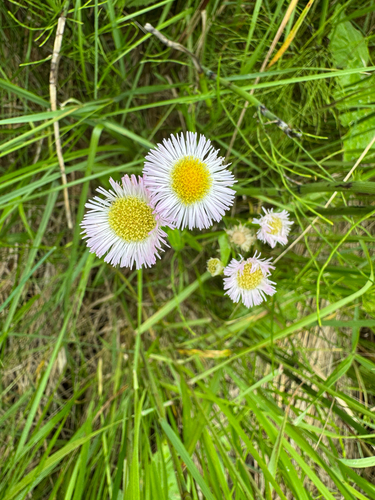 Smooth fleabane