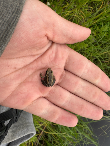 Wood Frog