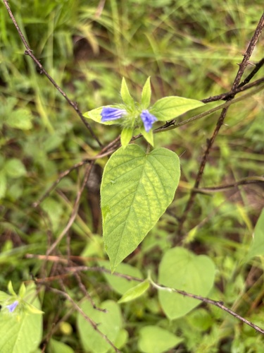 Hairy cluster-vine
