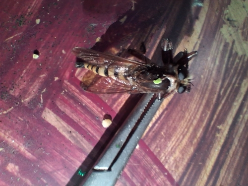 Maroon-legged Lion Fly