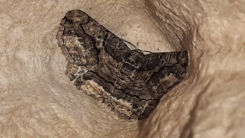 Brassy Waved Umber