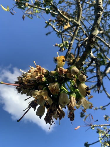 Kapok Tree