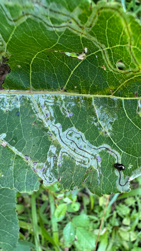 Aspen Serpentine Leafminer Moth (Phyllocnistis populiella)