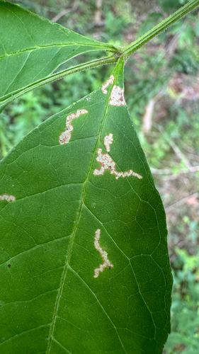 Ash Leaf Cone Roller (Caloptilia fraxinella)