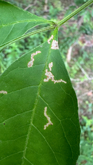 Ash Leaf Cone Roller (Caloptilia fraxinella)
