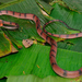Siphlophis - Photo (c) Andrew Snyder, all rights reserved, uploaded by Andrew Snyder