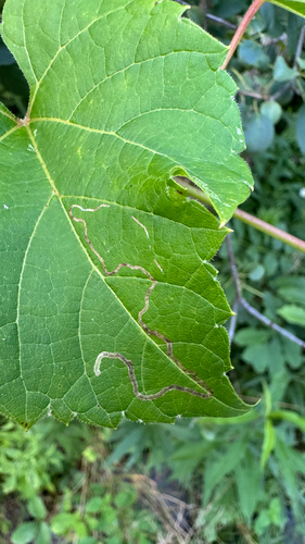 Phyllocnistis vitifoliella