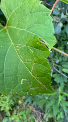 Phyllocnistis vitifoliella