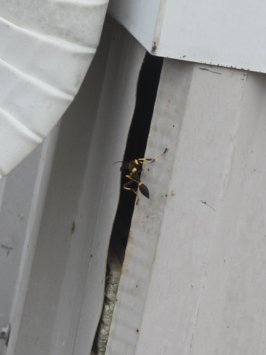 Yellow-legged Mud-dauber Wasp