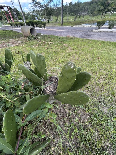 Cochineal Nopal Cactus