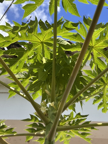 Papaya