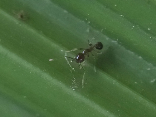 African Big-headed Ant