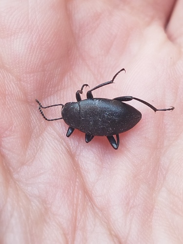 Eleodes fusiformis