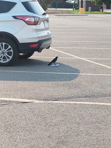 Great-tailed Grackle
