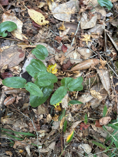 sarsaparilla vine