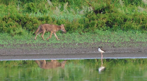 Coyote
