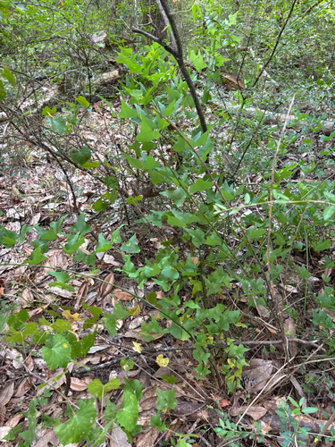 Eastern Coral Bean